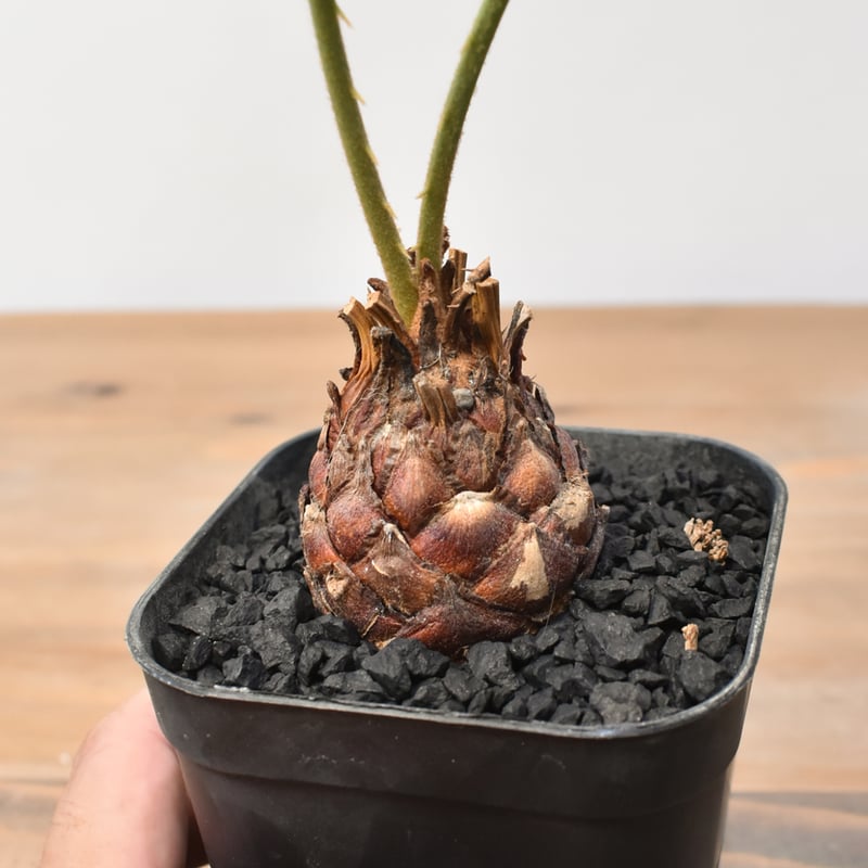 サイカス カイルンシアナ 【実生】RF25011360 | RAFLUM