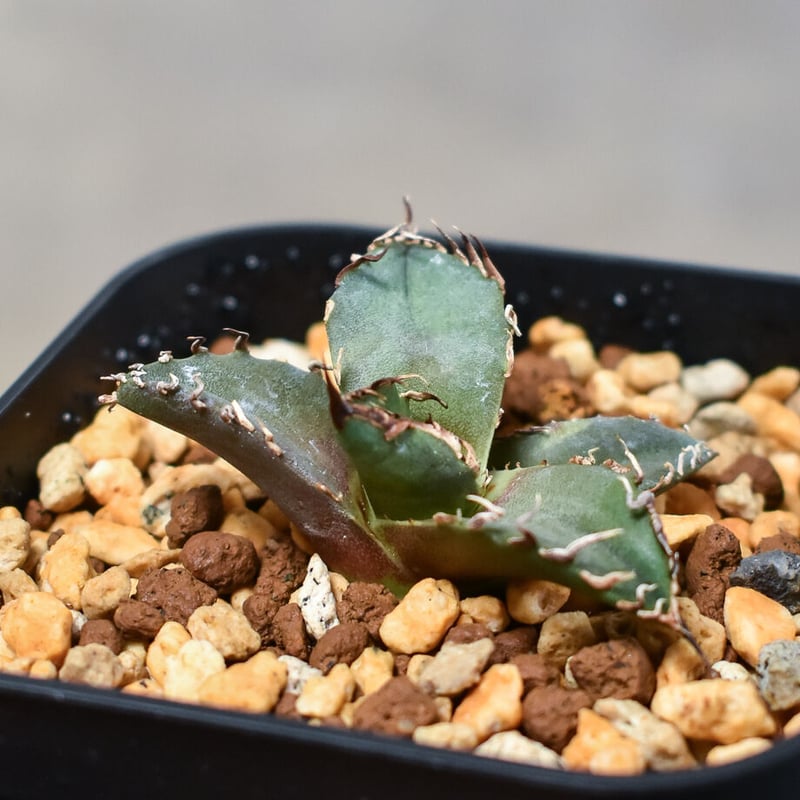 アガベ チタノタ 