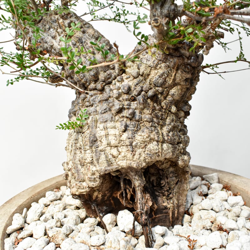 御神木　オペルクリカリア・パキプス　発根済み　盆栽 楽天市場】盆栽仕立て：オペルクリカリア パキプス 発根済*塊根幅