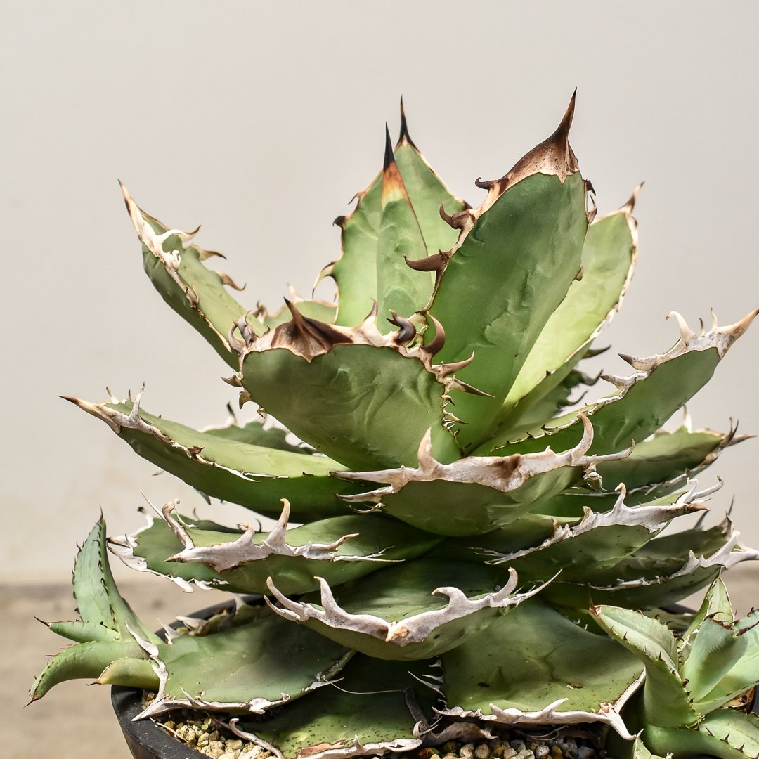 saltydog大株○メルカリ便 アガベ チタノタ ソルティドッグ アガベ