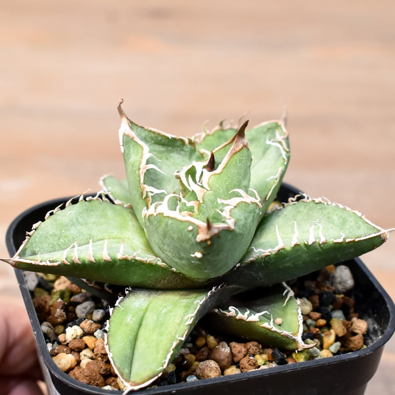 アガベ チタノタ 