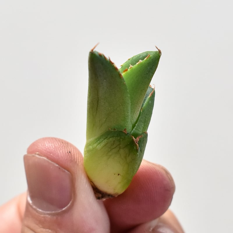 アガベ チタノタ 