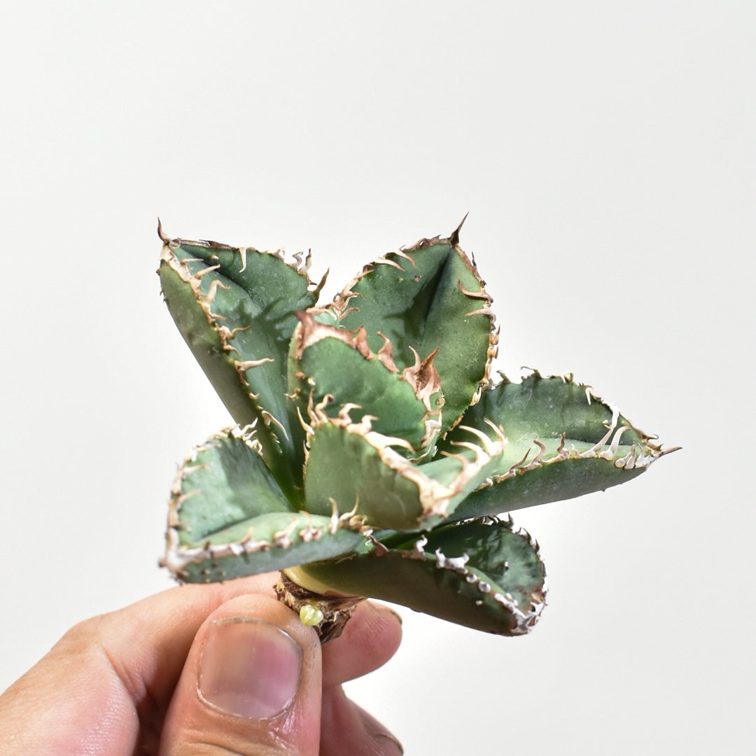 アガベ チタノタ 