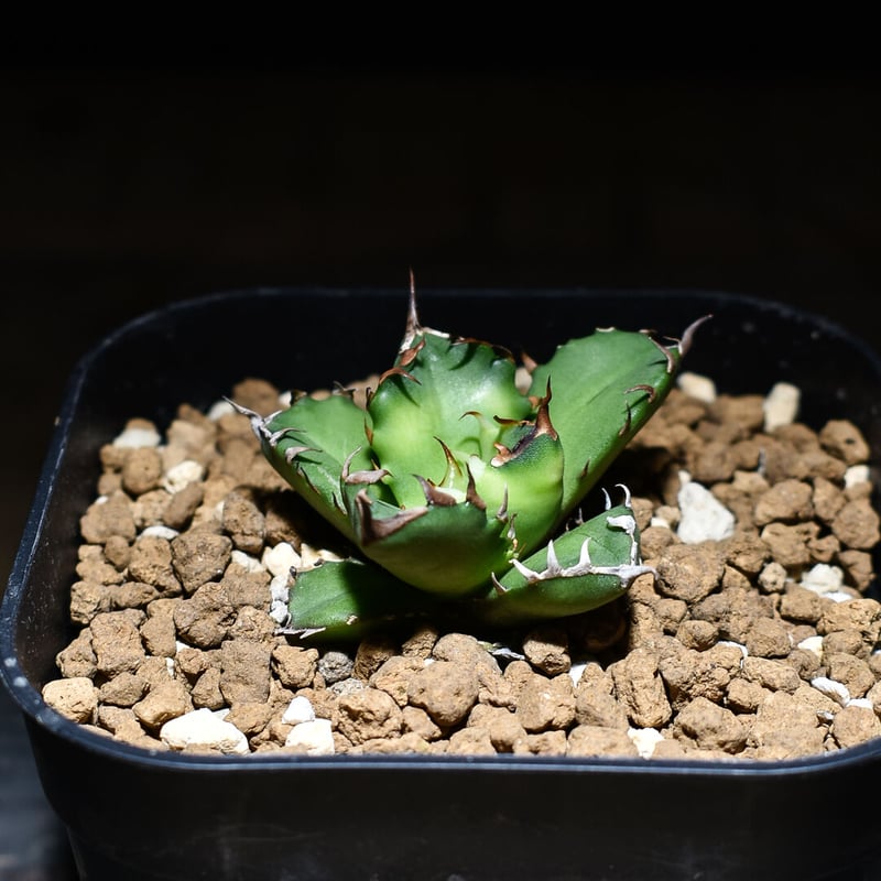 グ*ー様 アガベ チタノタ ハイブリッド エボリスピナ×姫巌竜 子株 グ*ー