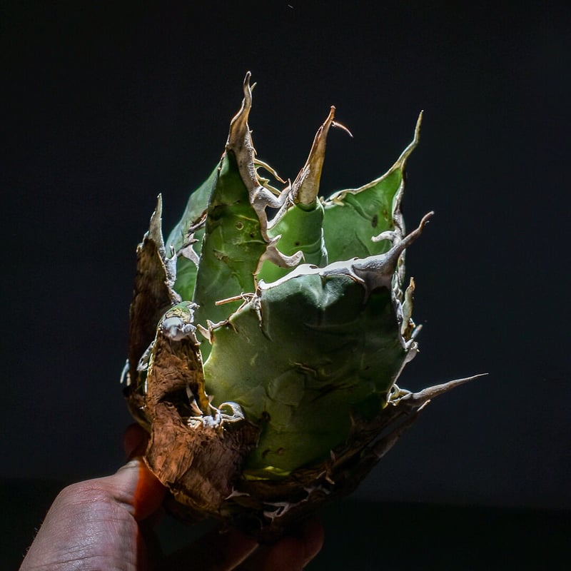 アガベ オアハカ 