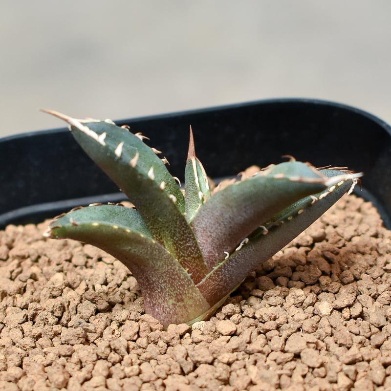 アガベ チタノタ フェニックス 