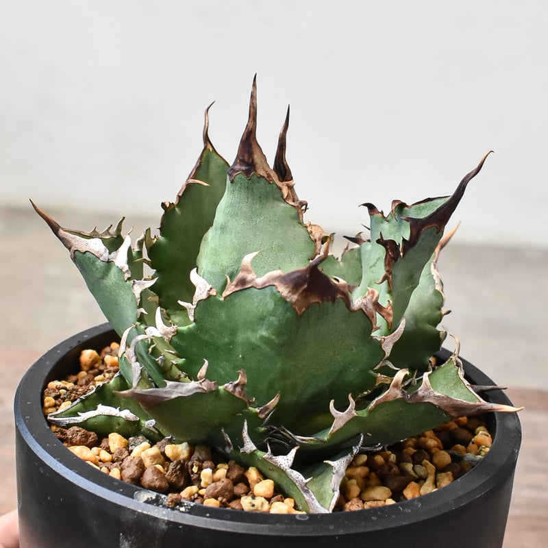 アガベ チタノタ チーター 