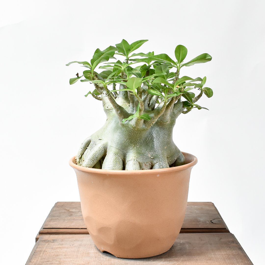 アデニウム・アラビカム　現地球　太　大株　発根済み アデニウム アラビカム【発根済み】HK2401347 | RAFLUM