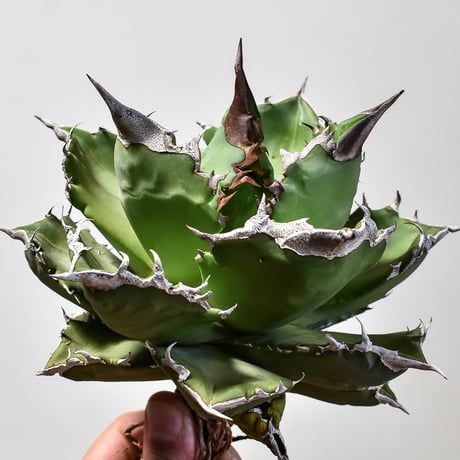 CATEGORY チタノタ ホワイトファイヤー | RAFLUM / ラフラム｜東京