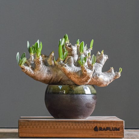 パキポディウム　ブレビカリックス②実生4年目　セラアート3寸ロング鉢　塊根植物 y-bonsai_s13403v
