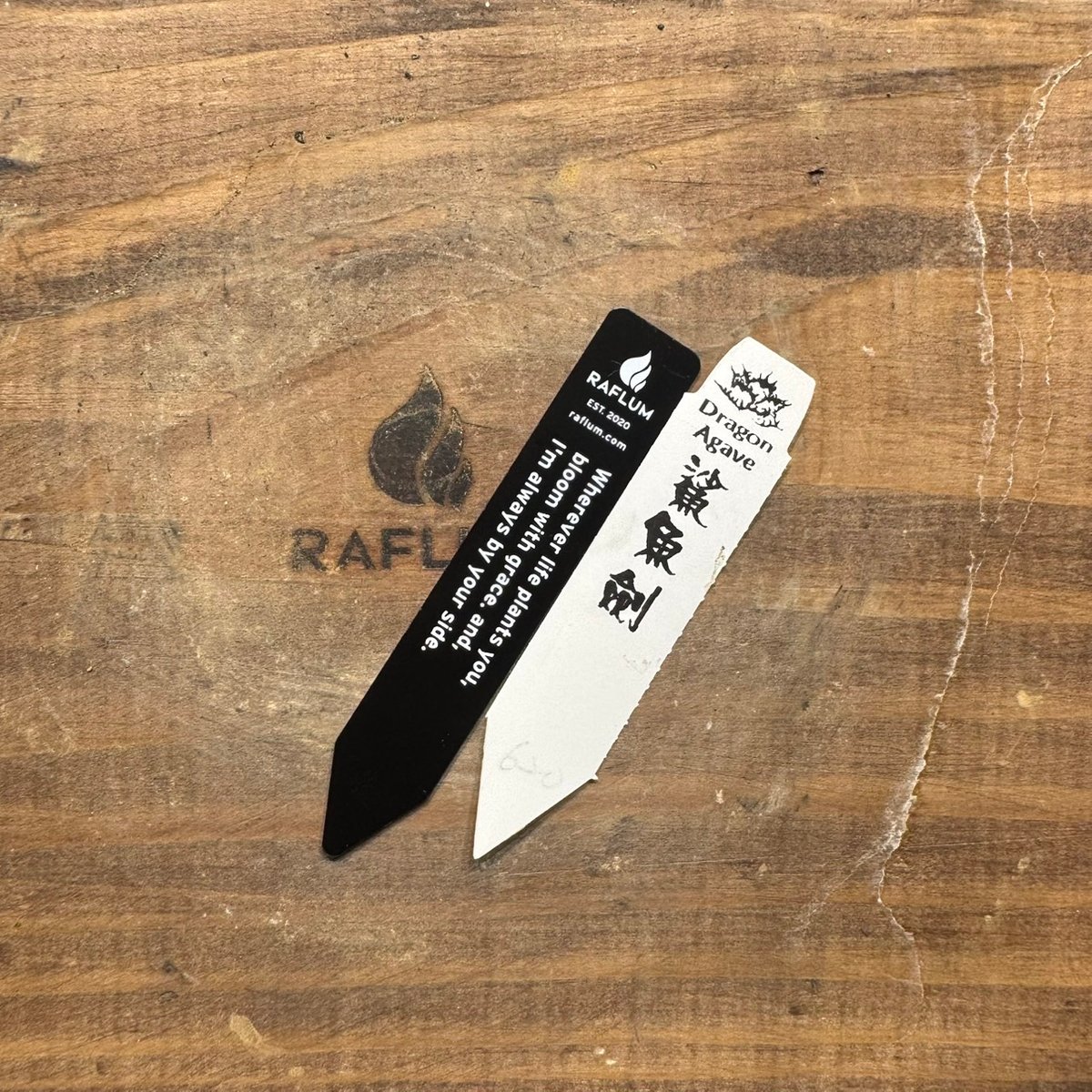 アガベ チタノタ シャークソード 