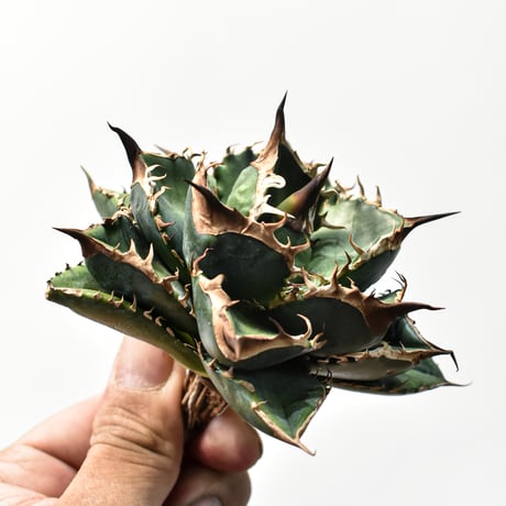 アガベ チタノタ "精品緑犀牛"   【台湾 dragon agave産/中株/抜き苗販売】B33