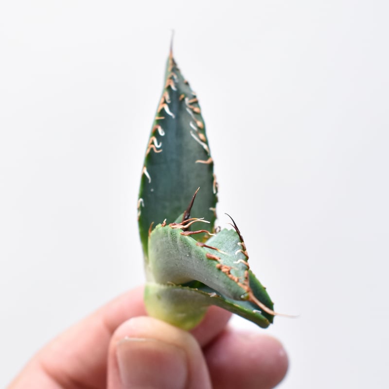 RAFLUMコレクション】アガベ チタノタ 