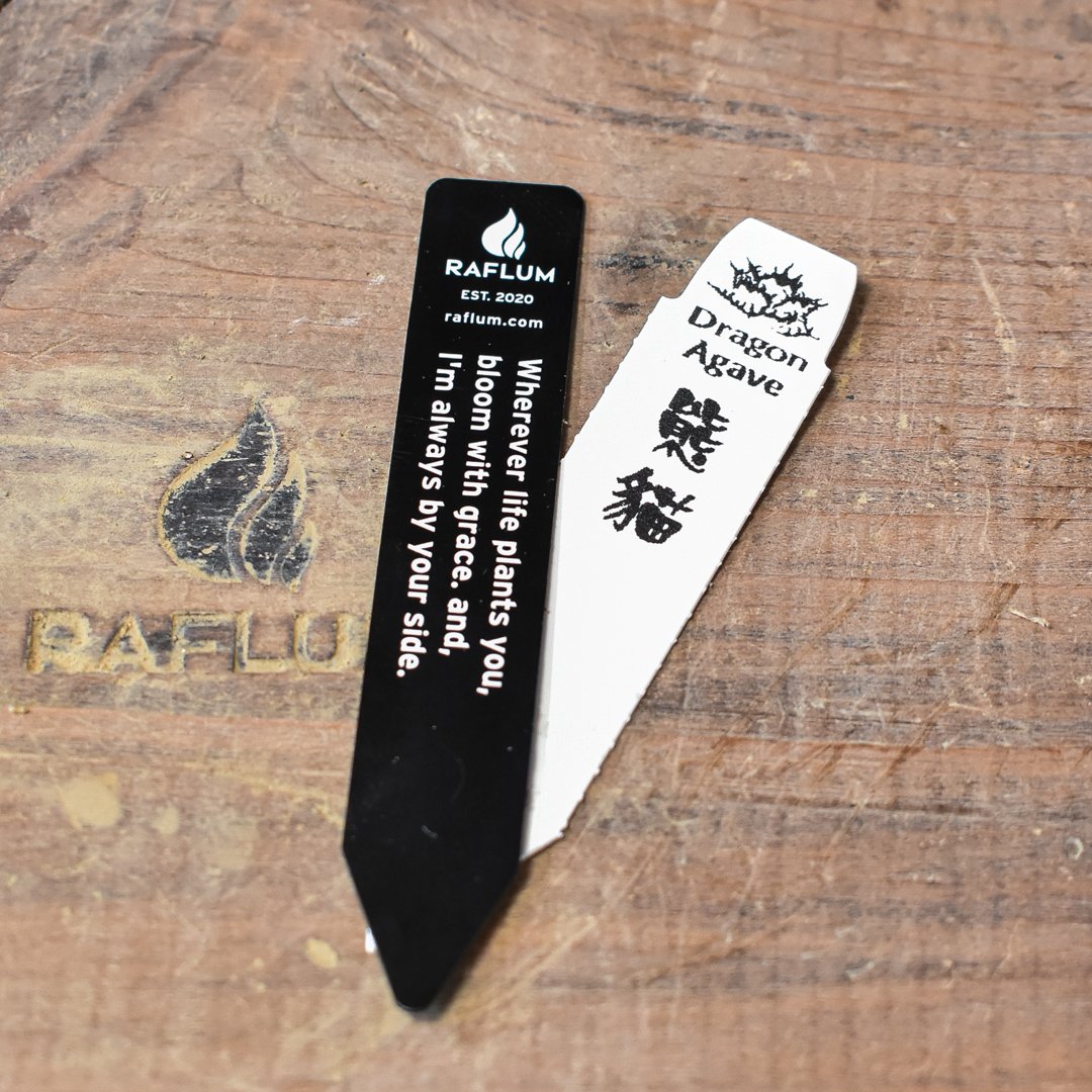 アガベ チタノタ パンダ 