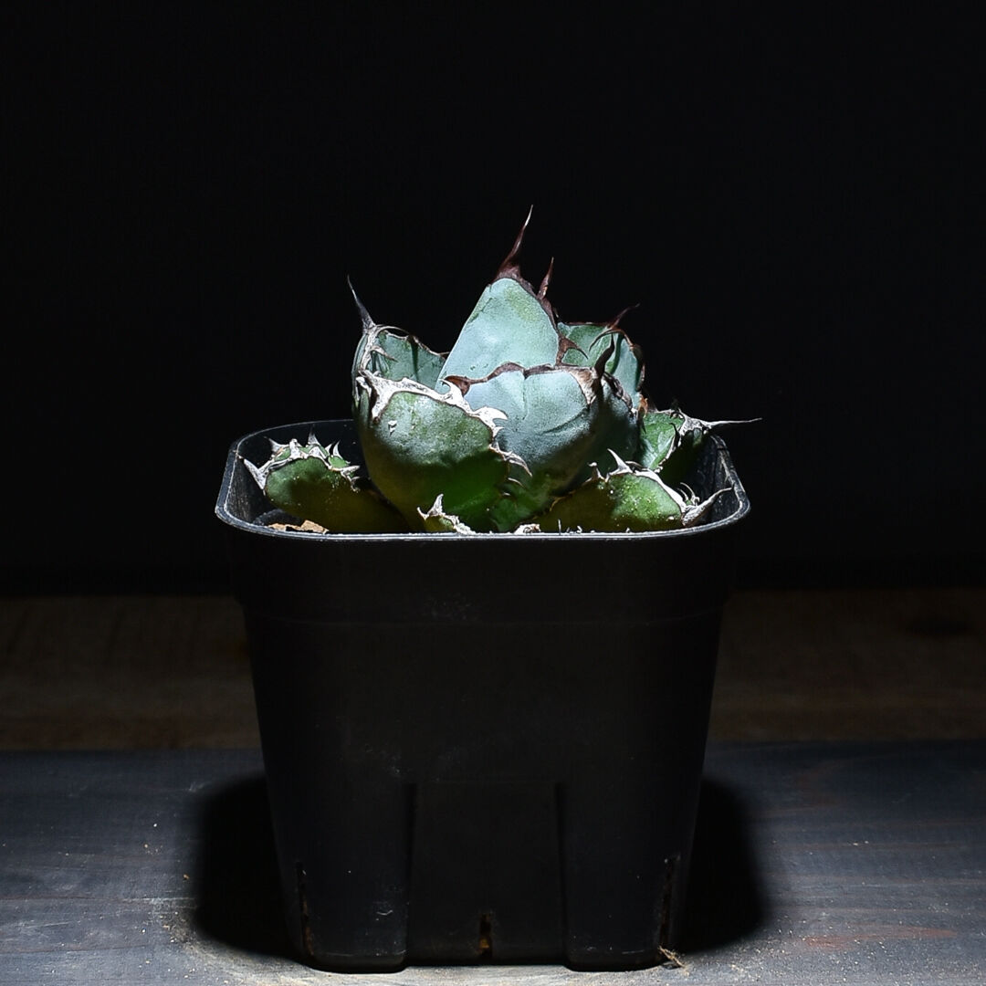 アガベ　チタノタ　レジェンド子株（ダブルヘッド） アガベ チタノタ ブラックアンドブルー 