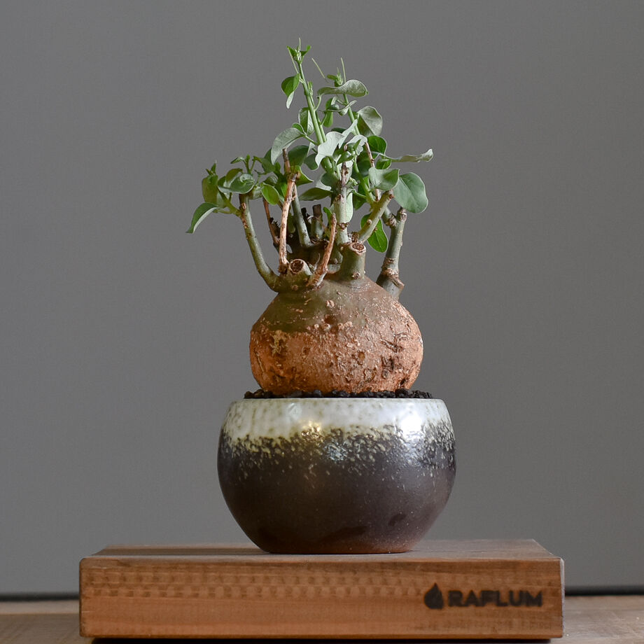 【激渋株】 Adenia spinosa アデニアスピノーサ 現地球 塊根植物 アデニアスピノーサ【人気急上昇！！希少なこんもり株を厳選しての販売