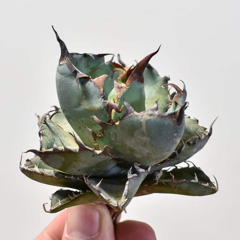 アガベ チタノタ ブラックアンドブルー / BB 藍球 【台湾産/抜き苗販売