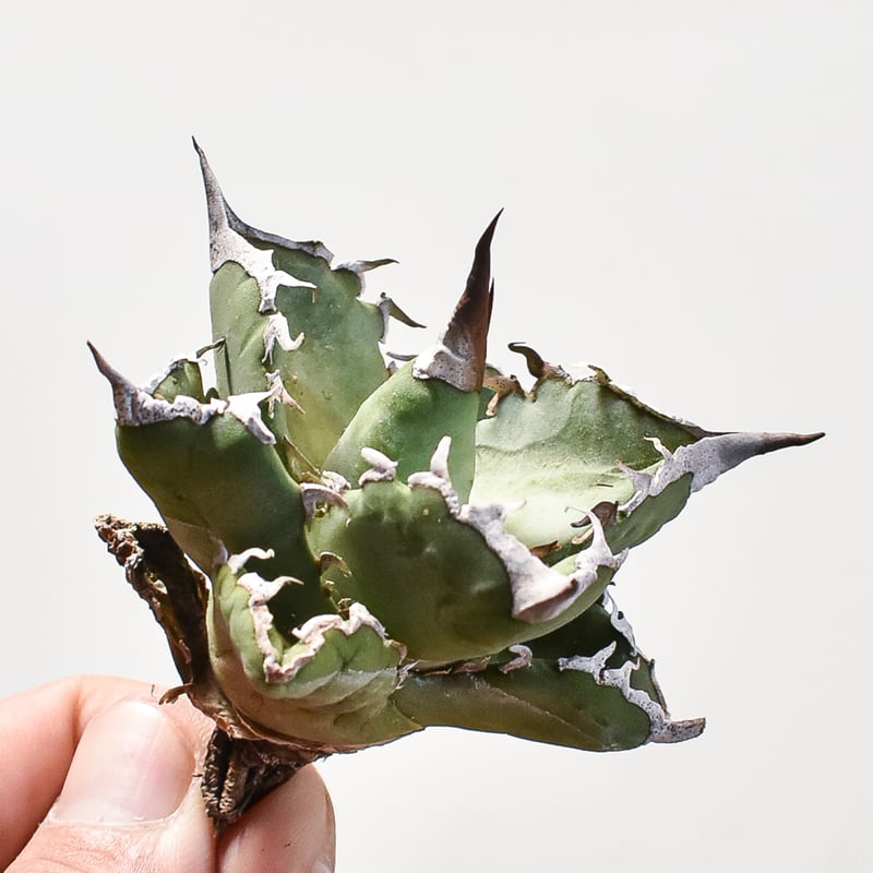 アガベ　蠻牛　バンギュウ　Berlin産 アガベ チタノタ 