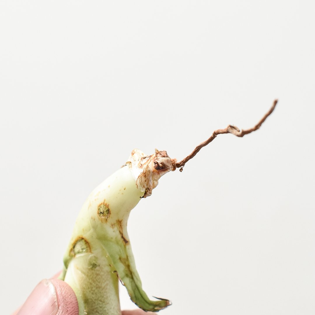 アガベ チタノタ 羽毛 大株 アガベ チタノタ 