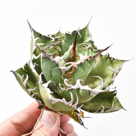 アガベ チタノタ シーザー / 凱撒 【台湾 dragon agave産/中株/抜き苗】592 DGC2411083(T)