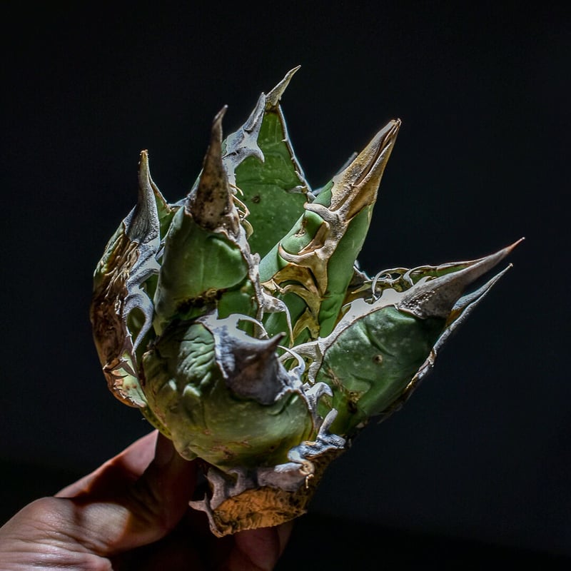 アガベ オアハカ 