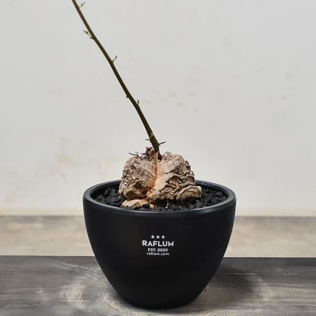 アフリカ亀甲竜　発根済　ディオスコレア エレファンティペス 亀甲竜（ディオスコレア・エレファンティペス） – linkplants