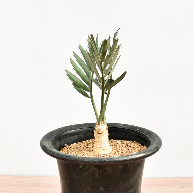 国際希少野生動植物種登録票付】エンセファラルトス レーマニー RFHK