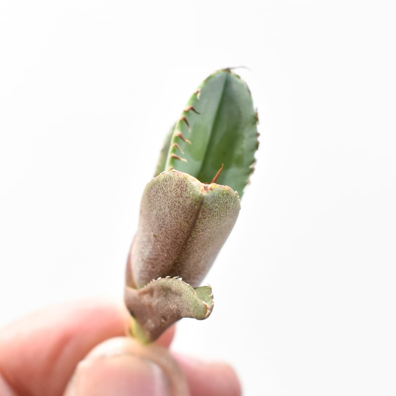 アガベ 麻花 Yan Chen産 タグ付き発根済み fit=scale-down,w=1200