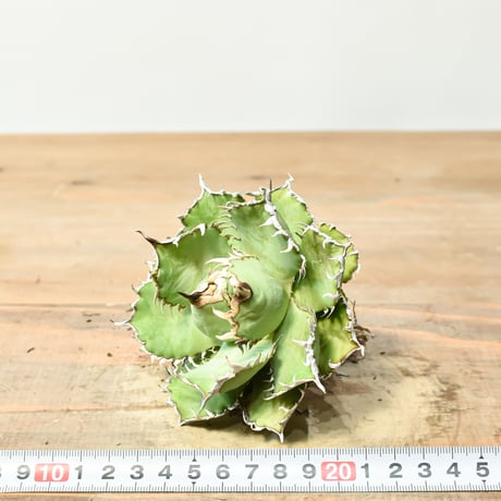 アガベ チタノタ  フィリグリー"圓葉拇指"【台湾 dragon agave産/抜き苗/中株】B28