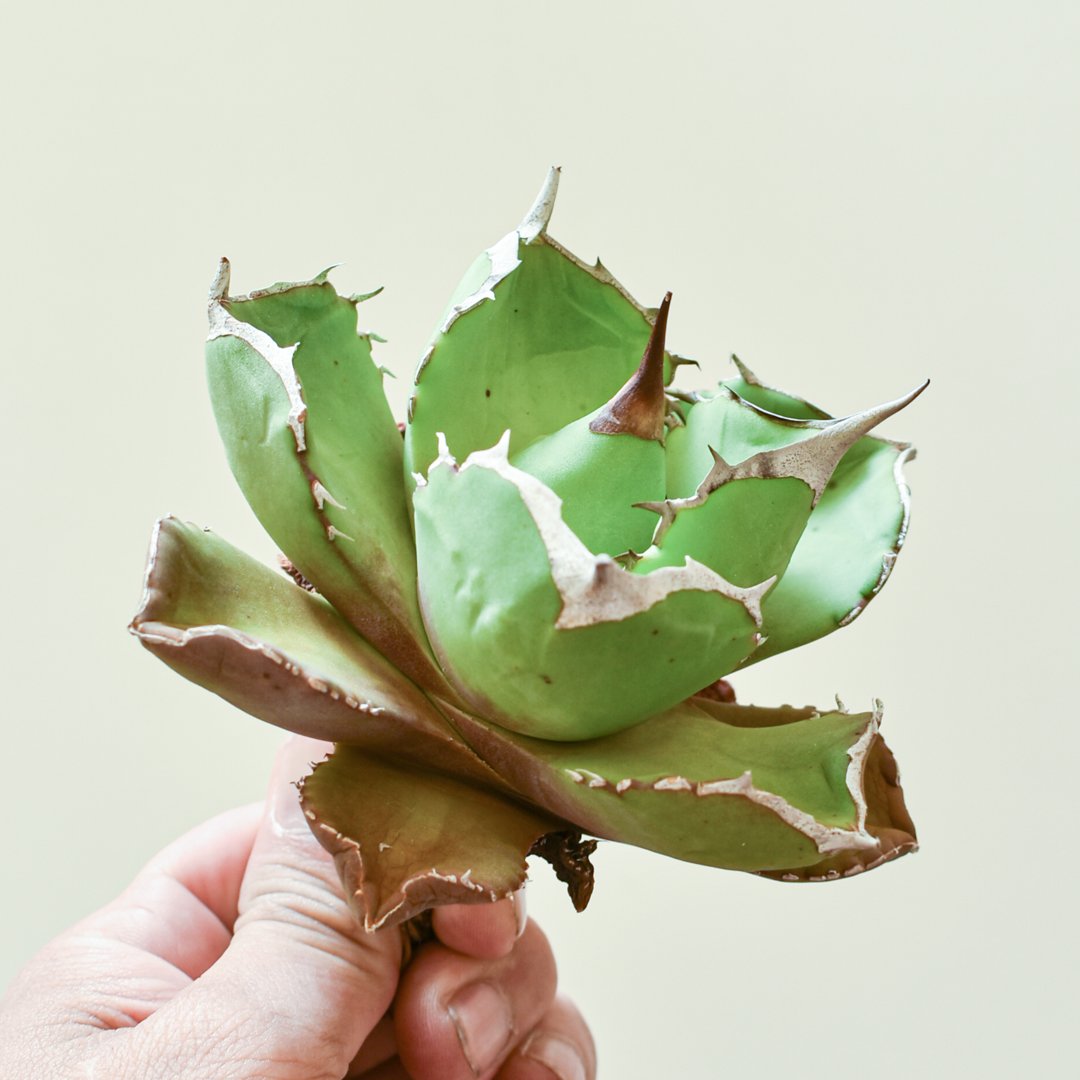 アガベ　チタノタ　チェリーボム　GJ産 アガベ チタノタ チェリーボム / 