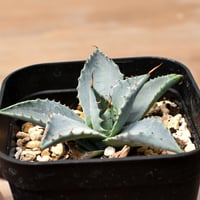 アガベ ハイブリット 日系イシスメンシス×象牙妖炎（陽炎エボリ）【台湾botanical_seeker産】RF25011367