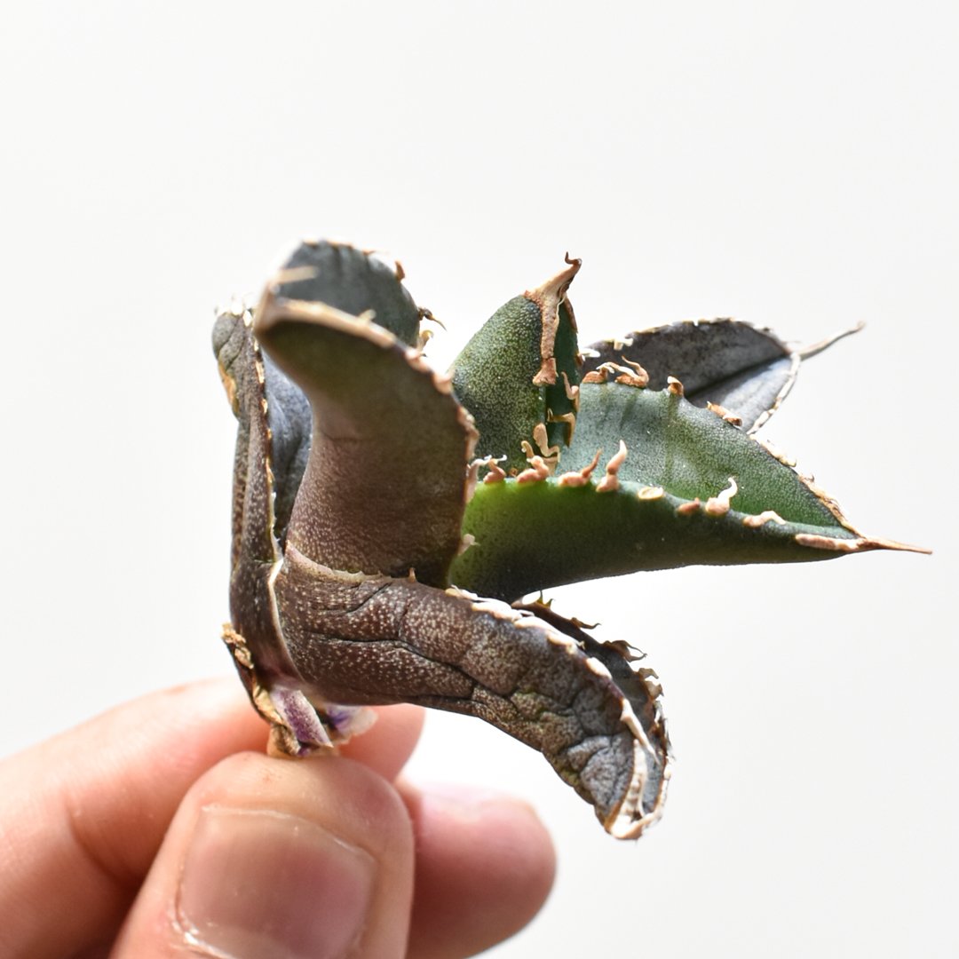 レア品種】アガベ チタノタ 