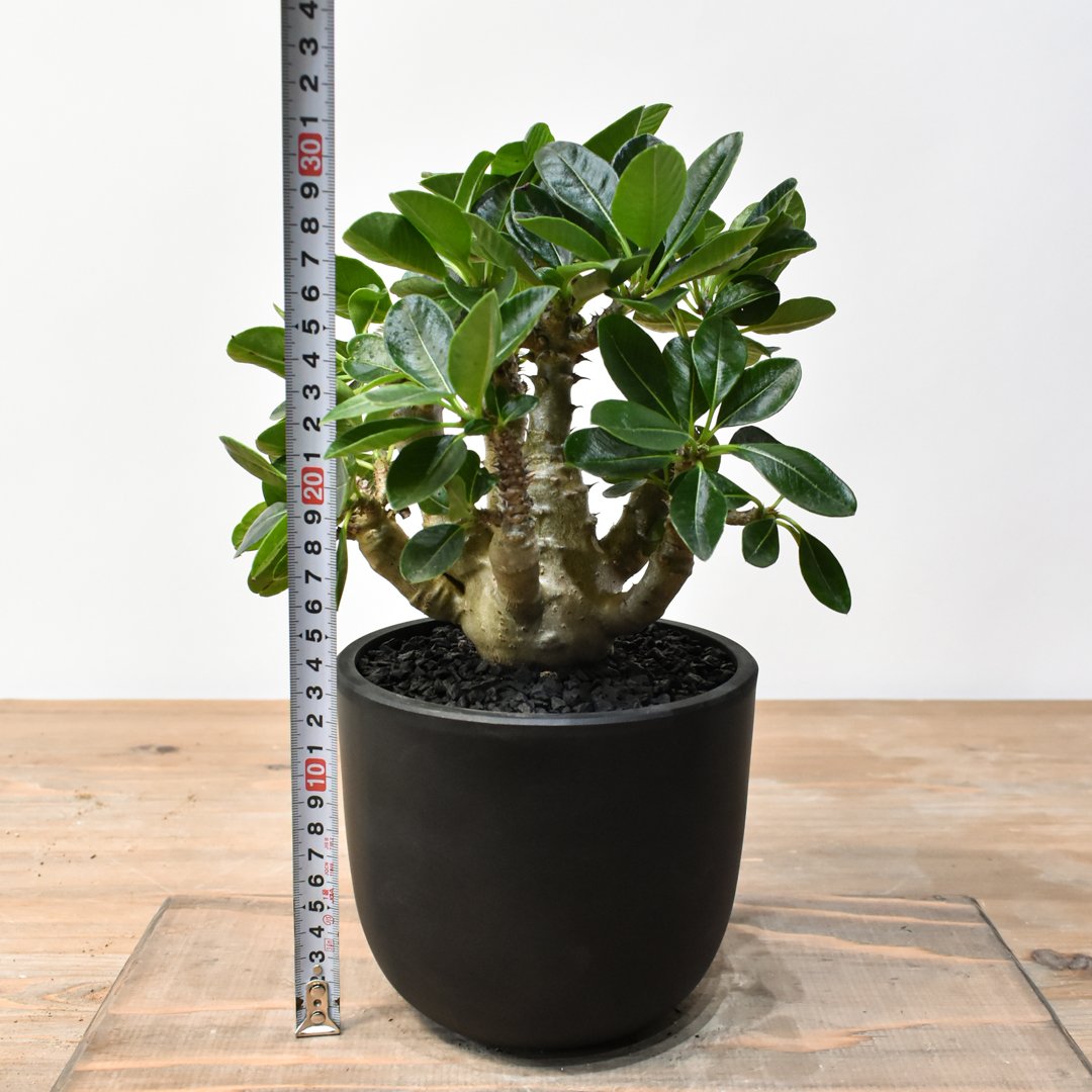 値下げ中　パキポディウム　ウインゾリー　実生 2 パキポディウム ウィンゾリー 【実生】GM2402210 | RAFLUM