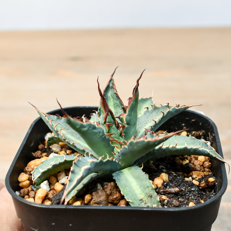 アガベ ハイブリット 