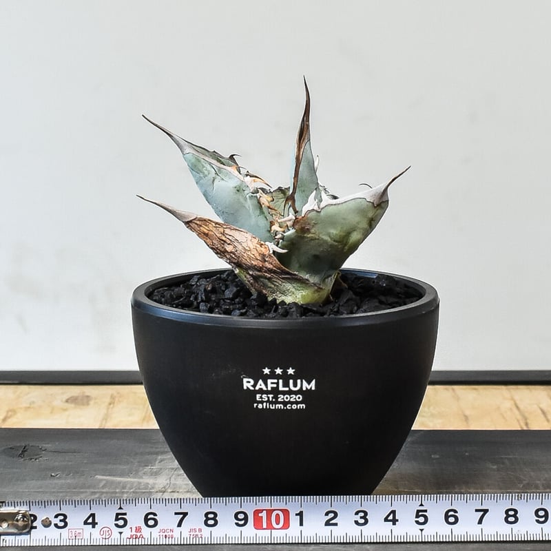 アガベ チタノタ ホワイトアイス （発根済み）RF231450 | RAFLUM