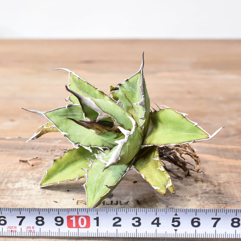 アガベ ハイブリット 