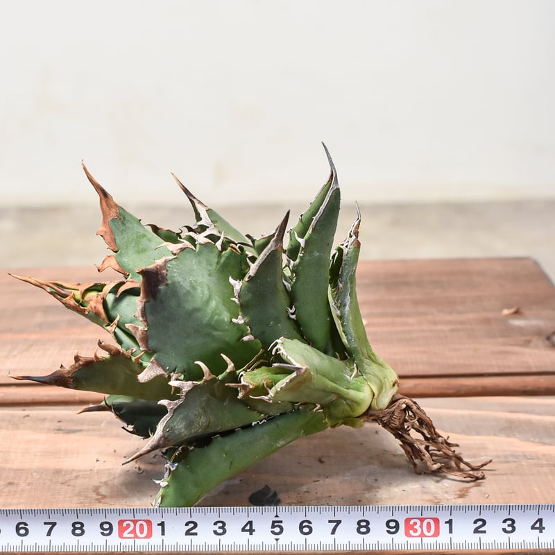 アガベ チタノタ チーター 