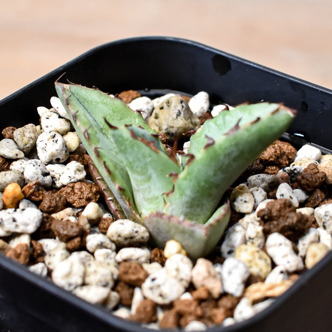 アガベ ハイブリット 