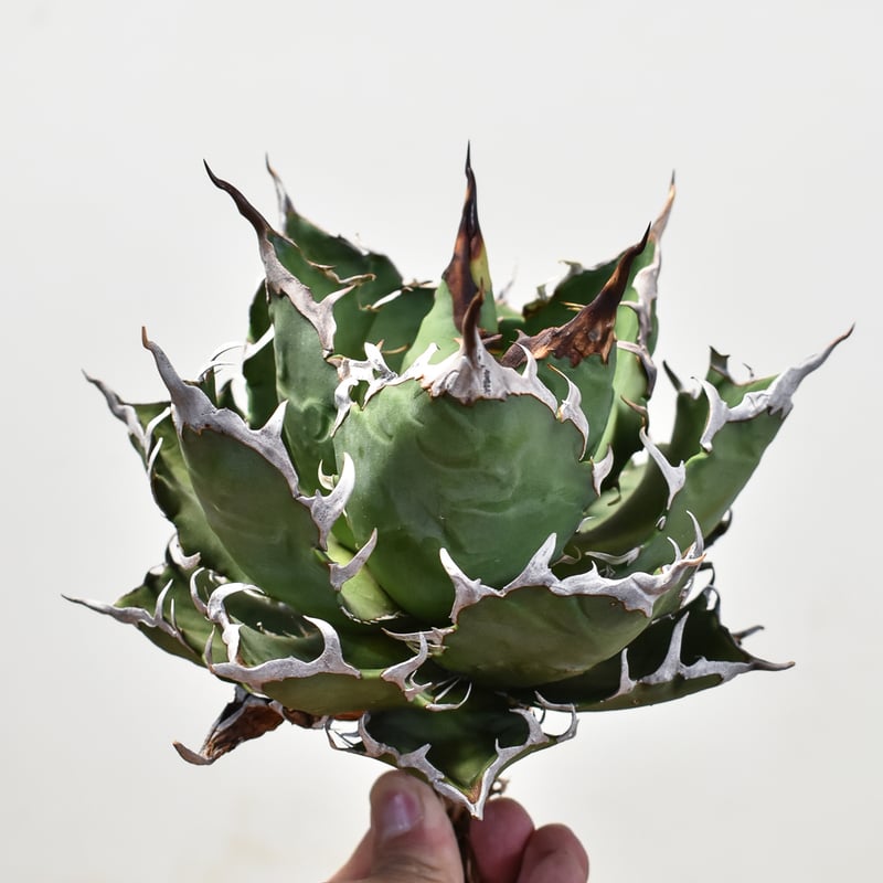 アガベ チタノタ 