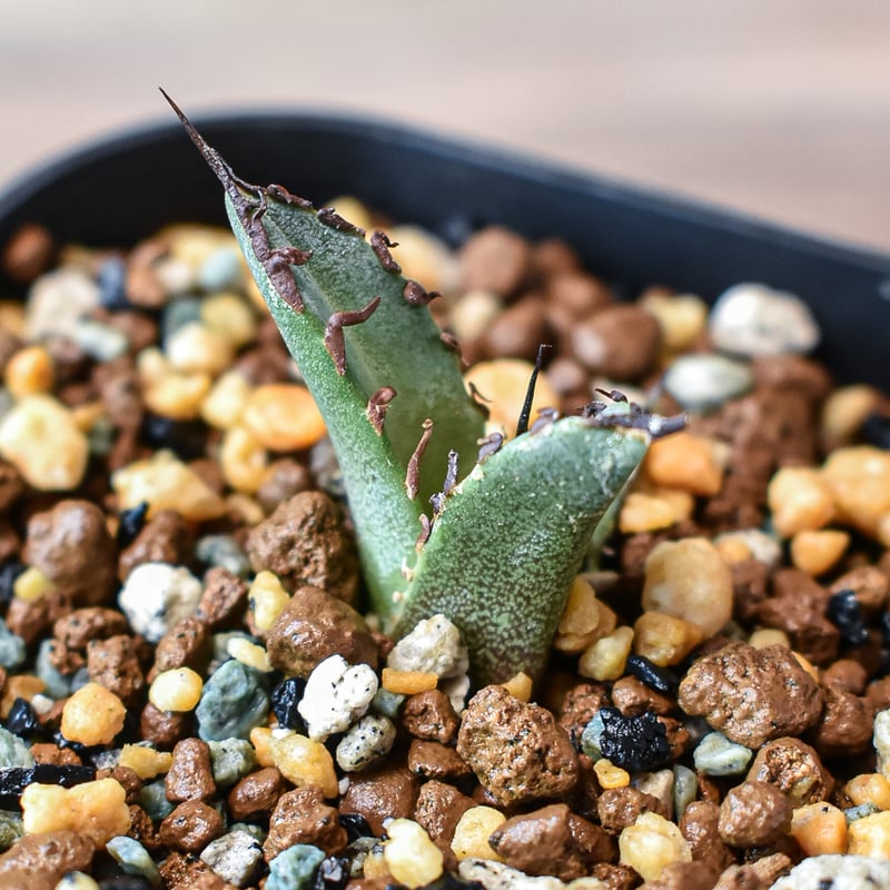 アガベ チタノタ 