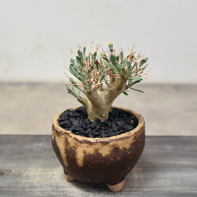 t*n様 オトンナ　ユーフォルビオイデス（抜き苗）！ Othonna Euphorbioides／オトンナ・ユーフォルビオイデスの育て