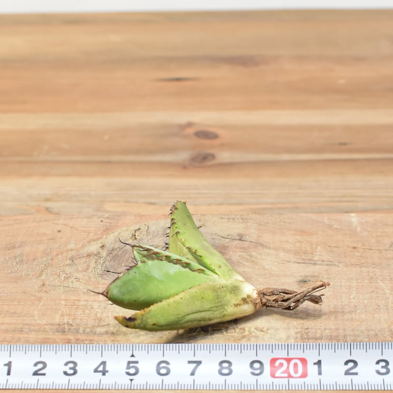 アガベ チタノタ 歐若拉 / 