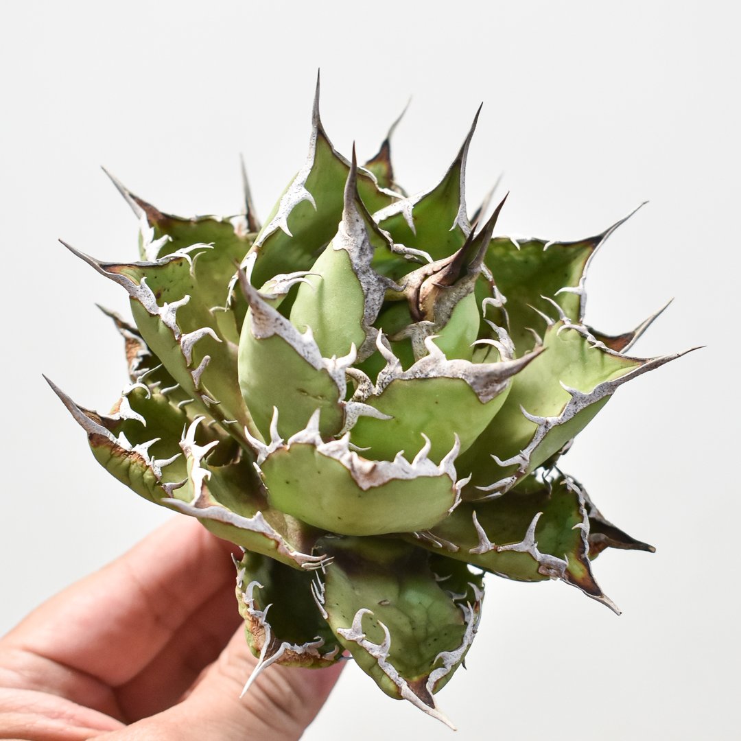 アガベ チタノタ 