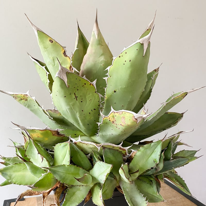 T179多肉植物 アガベホリダ ボールタイプ超レア種優良血統 良型美株 強棘