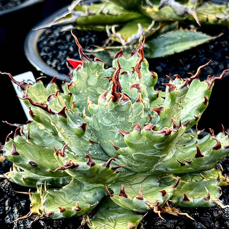 アガベ ハイブリット 