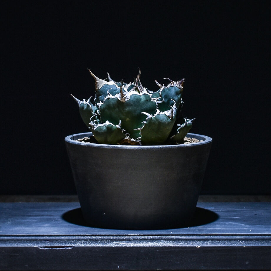 アガベ チタノタ 白鯨 (発根済み) RF22862 | RAFLUM / ラフラム