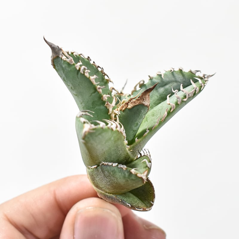 アガベ チタノタ ゴジラ 