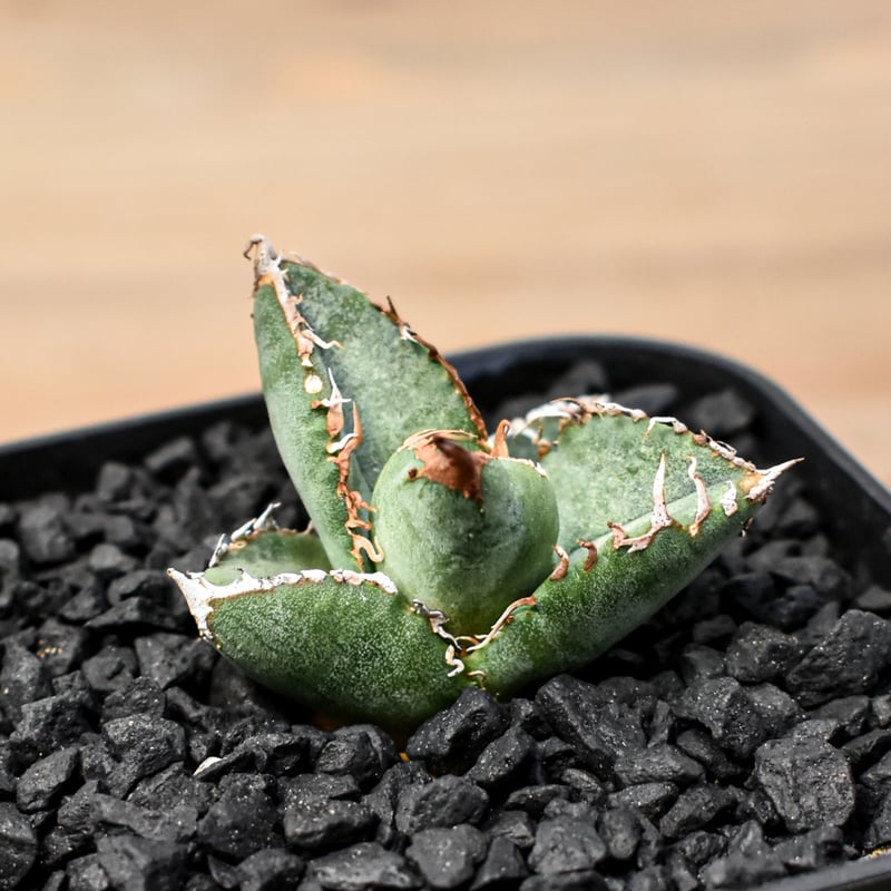 農大ナンバーワン　アガベ　チタノタ　検）姫蠍蟹　白鯨　星空　麻花龍 アガベを勉強中！ アガベ ナンバーワン 農大 巌流 厳竜 白鯨 姫