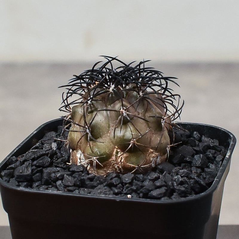 コピアポア グリセオビオラセア 