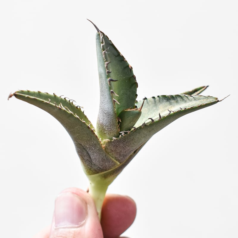 アガベ チタノタ 黒排棘